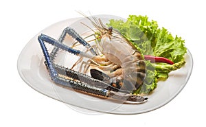 Freshwater prawn