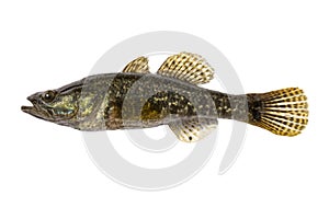 Freshwater predatory fish rotan, isolated Perccottus glenii, Amur Sleeper, side view