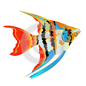 Freshwater Pterophyllum Scalare Amazonian variety Angelfish aquarium fish Isolated on white background vintage vector illustration