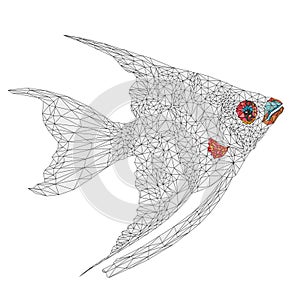 Freshwater Pterophyllum Scalare outline low-polygon Amazonian variety Angelfish Isolated on white background vector