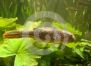 Freshwater puffer 1