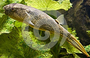 Freshwater puffer 5