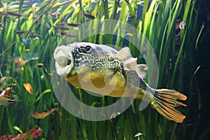 Freshwater puffer fish