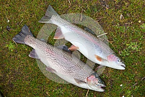 Freshwater Rainbow Trout