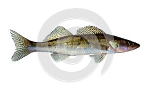 Freshwater raw fish zander isolated on white background