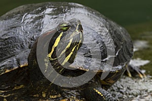 Freshwater red eared pond slider turtle in close up