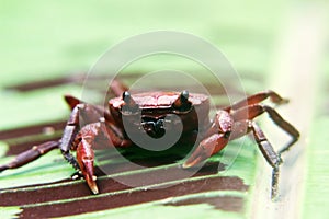 Freshwater river crab