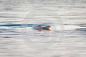 Freshwater river dolphins in amazon rainforest jungle waters