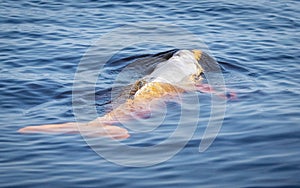 Freshwater river dolphins in amazon rainforest jungle waters