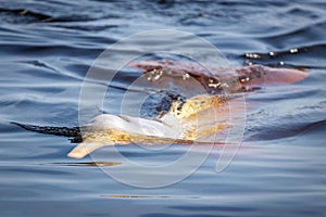 Freshwater river dolphins in amazon rainforest jungle waters