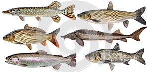 Freshwater river fish set isolated. Fresh live fish. Pike, sturgeon, carp, trout, grass carp, silver carp photo