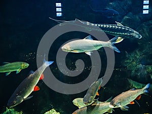 Freshwater river fish under water in the aquarium