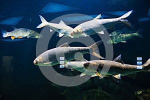 freshwater river fish under water in the aquarium