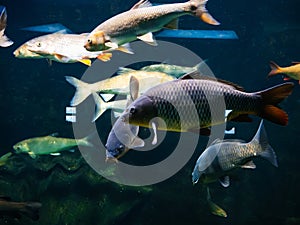 freshwater river fish under water in the aquarium