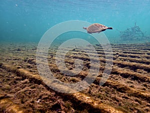 Freshwater river turtle swims above the wreck of the Madison in the clear waters of Troy Springs State Park, Florida