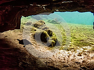 Freshwater river turtle swims through a cavern in the clear waters of Troy Springs State Park, Florida