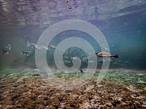 Freshwater river turtle swims through a school of fish in the clear waters of Troy Springs State Park, Florida