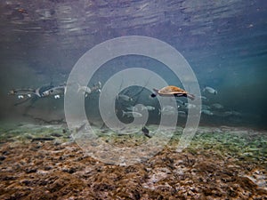 Freshwater river turtle swims through a school of fish in the clear waters of Troy Springs State Park, Florida