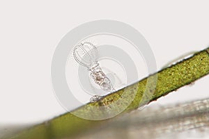 Freshwater rotifer or rotatoria Stephanoceros fimbriatus on filamentous algae