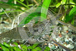 Freshwater shrimp