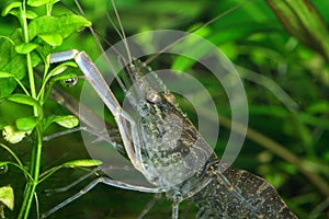 Freshwater shrimp