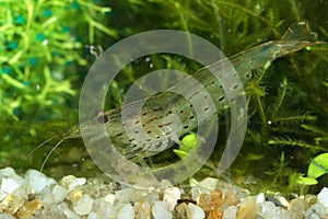 Freshwater shrimp