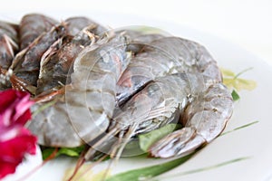 Freshwater shrimp