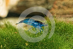 Freshwater shrimp closeup shot in aquarium (genus Neocaridina) photo