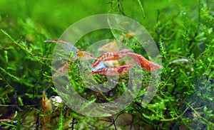 Freshwater shrimps photo