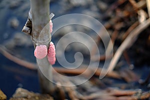 Freshwater snail eggs stuck to dry bamboo with blur background