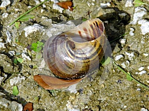 Freshwater snail shell. Close-up.
