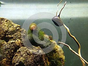 freshwater snails