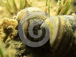 Freshwater snails attached on each other underwater