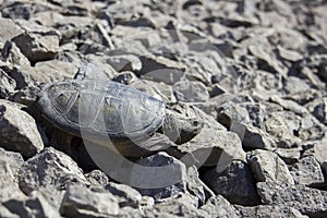 Freshwater Snapping Turtle