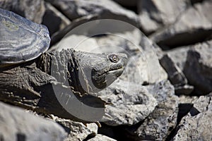 Freshwater Snapping Turtle