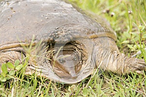Freshwater Soft Shell Turtle