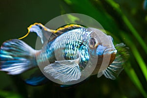 Freshwater spectacular and powerful male Nannacara anomala neon blue cichlid showing its spawning behaviour