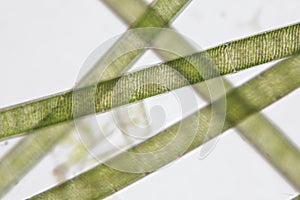 Freshwater Spirogyra. Filamentous charophyte green algae order Zygnematales. Spiral chloroplasts photo