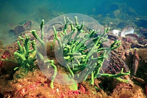 Freshwater Sponge Spongilla lacustris Spongillidae Freshwater Underwater