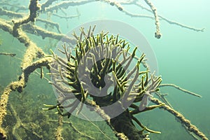 Freshwater Sponge Spongilla lacustris underwater photography