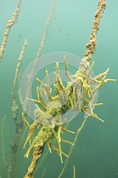 Freshwater Sponge Spongilla lacustris underwater photography