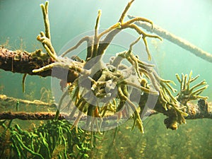 Freshwater Sponge Spongilla lacustris underwater photography