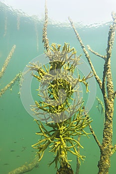 Freshwater Sponge Spongilla lacustris underwater photography