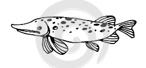 freshwater spotted pike, commercial fish, river predator, delicious food