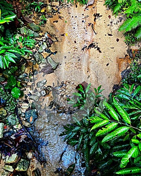 Freshwater stream in tropical rainforest