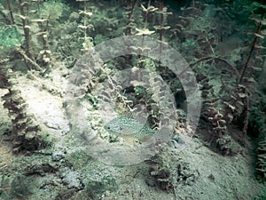 Freshwater Sunfish Lepomis macrochirus. Underwater scene Fresh