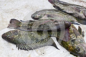 Freshwater tilapia fish is alive, tilapia fish