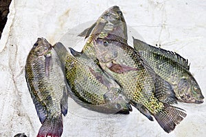 Freshwater tilapia fish is alive, tilapia fish