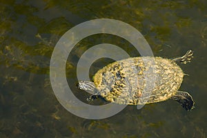 Freshwater Turtle