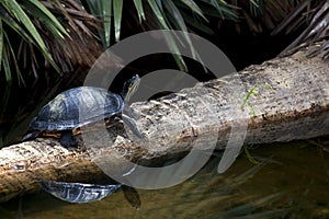 Freshwater Turtle